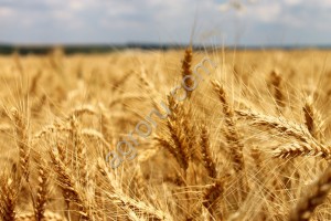 семена озимой пшеницы Льговская