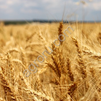 семена озимой пшеницы Льговская 8