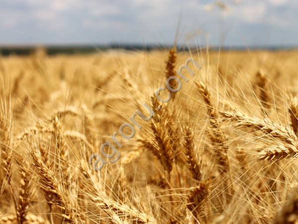 семена озимой пшеницы Льговская 8