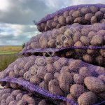 Картофель оптом