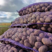 Картофель оптом