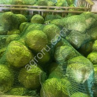 Капуста белокочанная