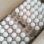 яйцо куриное столовое