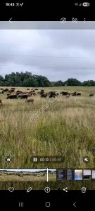 Овцы бараны 300 голов