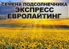 Семена гибрида подсолнечника Эксперто Clearfield Сингента (Syngenta)