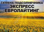 Семена гибрида подсолнечника Эксперто Clearfield Сингента (Syngenta)