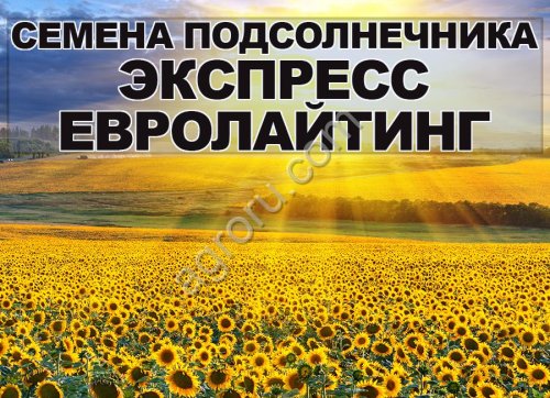 Семена гибрида подсолнечника Эксперто Clearfield Сингента (Syngenta)