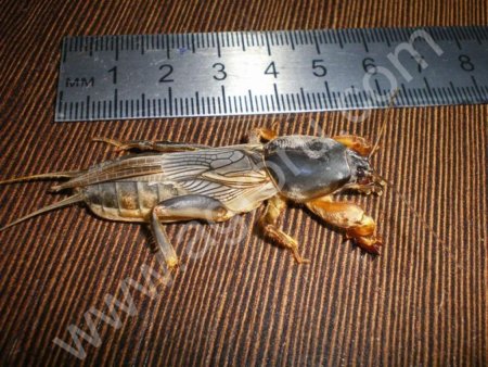 Медведка живая для рыбалки