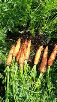 Морковь столовая