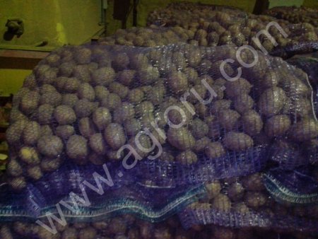 семена картофеля смесь сортов Гала и Невский