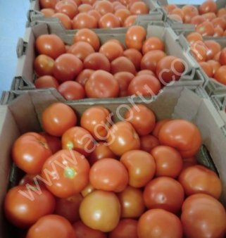 Тепличные гоурец и томат.