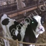 телят бычков и телочек любых пород дорого