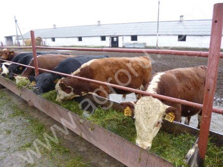 бычки мясных пород