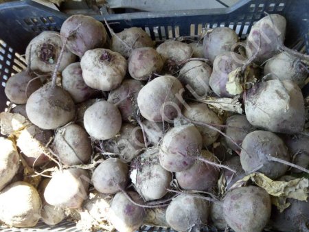 Свекла столовая