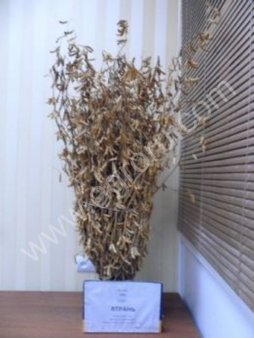 Семена Сои Сорт