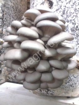 Грибы Вешенка