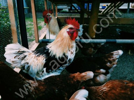 петух хайсес браун