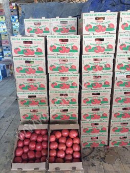 розовый помидор оптом