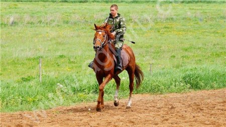 Жеребец английский чистокровный