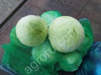 Капуста белокочанная оптом