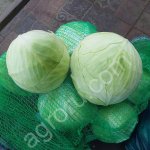 Капуста белокочанная оптом