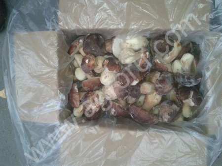 грибы белые