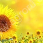 Гибриды семена подсолнечника ПР64Ф66, ПР62А91, ПР63А90, ПР64Ф50, ПР64Х32, ПР64А89 (Пионер, Pioneer)