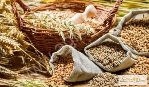 продовольственную рожь