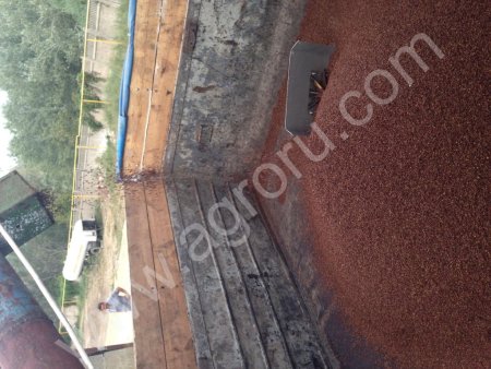 виноградная косточка