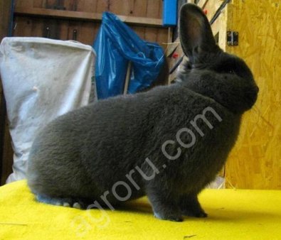 Племенные Венские Голубые кролики