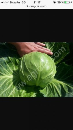 капуста молодая