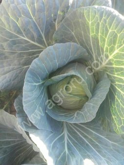 Капуста белокочанная оптом. От 20 тонн!