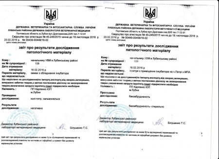 Цыплята бройлера КОББ 500