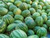 арбузы