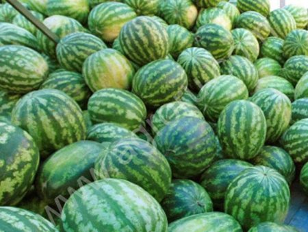 арбузы