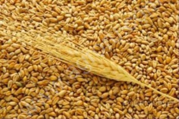пшеница <span>ячмень</span>