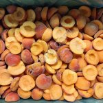 Абрикос половинка Сербия