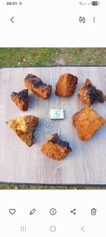 чага сухая кусочками +- 10 см размерами.