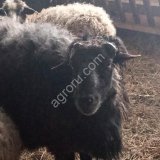 Шерсть овечья не мытая