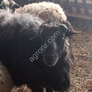 Шерсть овечья не мытая