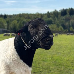 Дорпер - черноголовые бараны для разведения