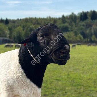 Дорпер - черноголовые бараны для разведения