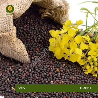 Семена рапса Гранит (Рс1)