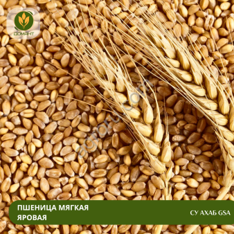 Семена пшеницы Су Ахаб GSA (СЭ)