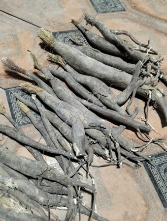 Саженцы Ферулы 3 года