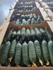 Огурец тепличный колючий короткоплодный Бъёрн