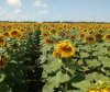 Семена подсолнечника сорт Казачий РС1