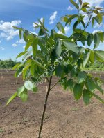 Саженцы Грецкого ореха производства Сербия