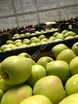 Яблоки Голден, Ред Чиф, Альва, Чемпион