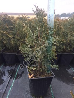 Саженцы декоративных растений